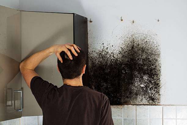 Mold Testing and Removal in Bryn Mawr Skyway, WA